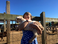 AM_Animal Farm_01